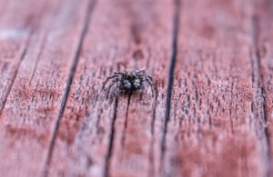 pest-control rules for pallets